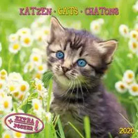  Katzen - Cats - Chatons 2020 Artwork | Sonstiges |  Sack Fachmedien