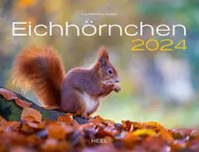 Klein |  Eichhörnchen Eintragkalender 2024 | Sonstiges |  Sack Fachmedien