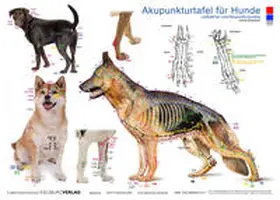 Krokowski |  Tierakupunktur Akupunkturtafel für Hunde | Sonstiges |  Sack Fachmedien
