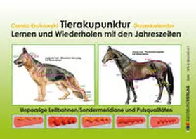 Krokowski |  Tierakupunktur Lernkalender mit Dauerkalendarium (Pulsqualitäten, unpaarige Leitbahnen) | Sonstiges |  Sack Fachmedien